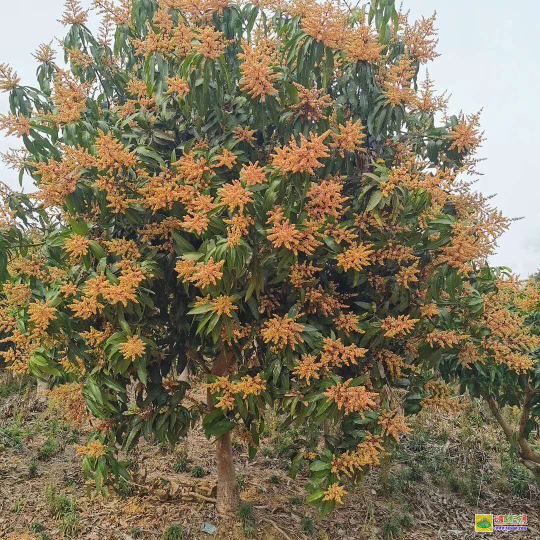 廣州番禺廣西芒果苗批發|芒果苗哪里買|芒果苗批發價格