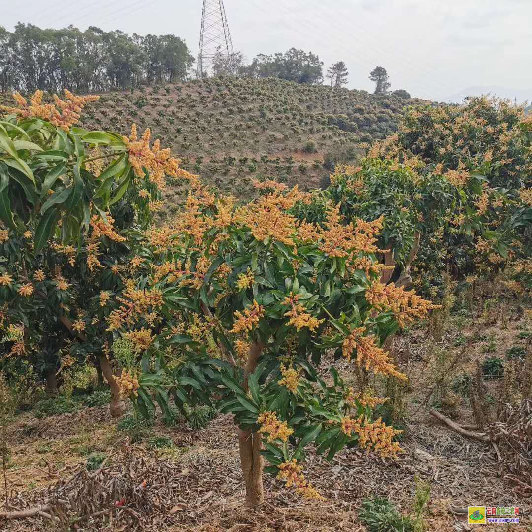 汕頭澄海金煌芒果苗價格|芒果樹苗價格|芒果苗批發價格
