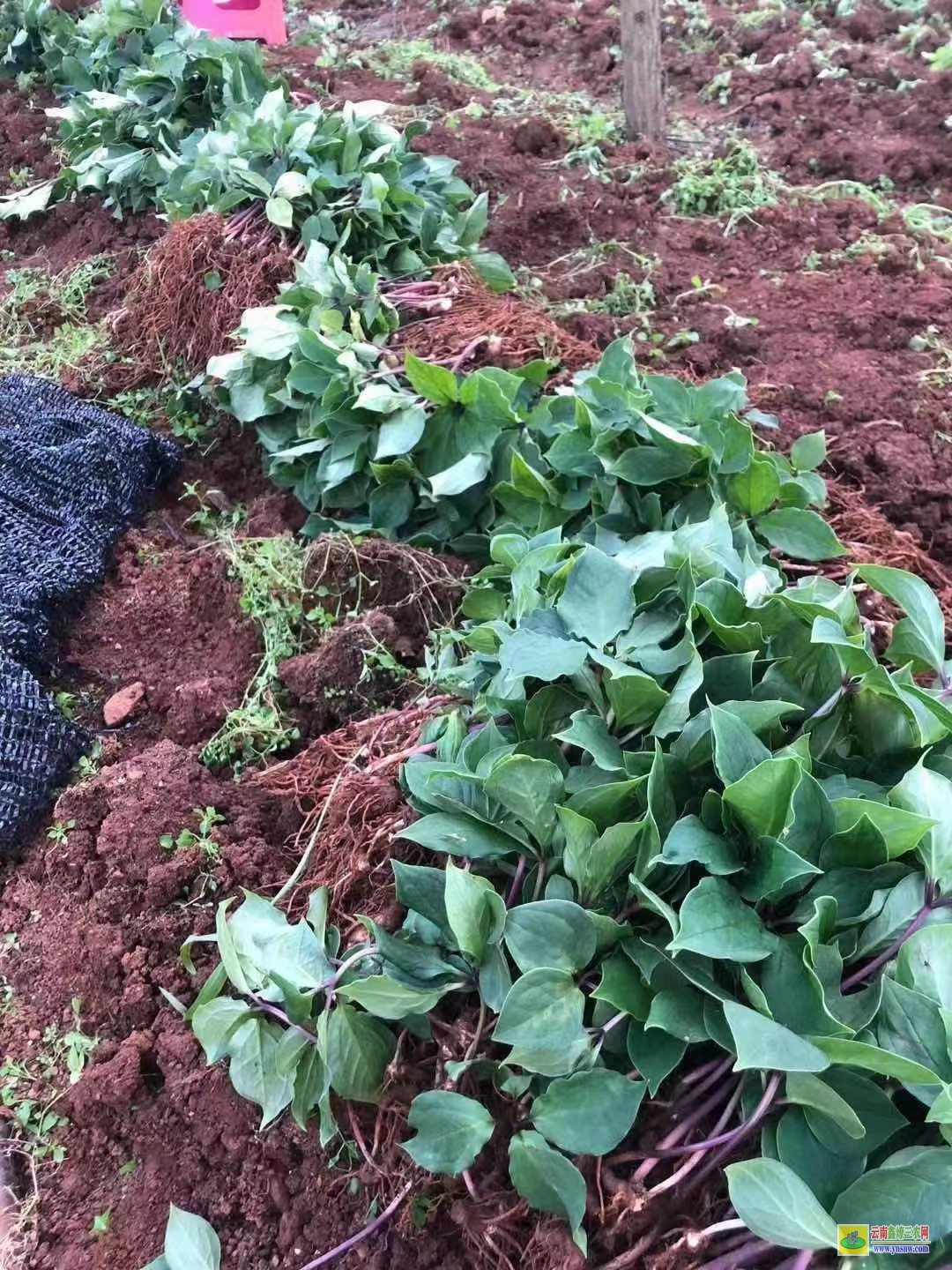 昭通重樓種植一畝一年利潤| 重樓苗一顆多少 重樓苗哪里可以購買