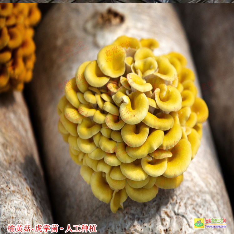 甘孜榆黃菇種植技術(shù) 虎奶菌栽培技術(shù) 榆黃菇種植效益