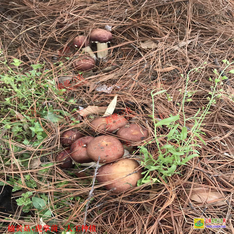 銅仁榆黃菇種植技術 虎奶菌栽培技術 榆黃菇種植效益