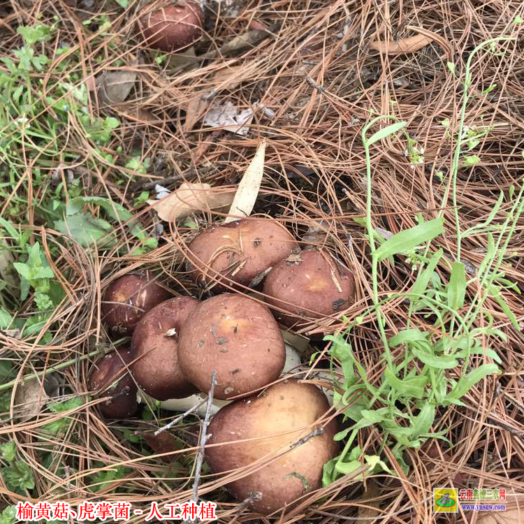 佛山榆黃菇種植技術 虎奶菌栽培技術 榆黃菇種植效益