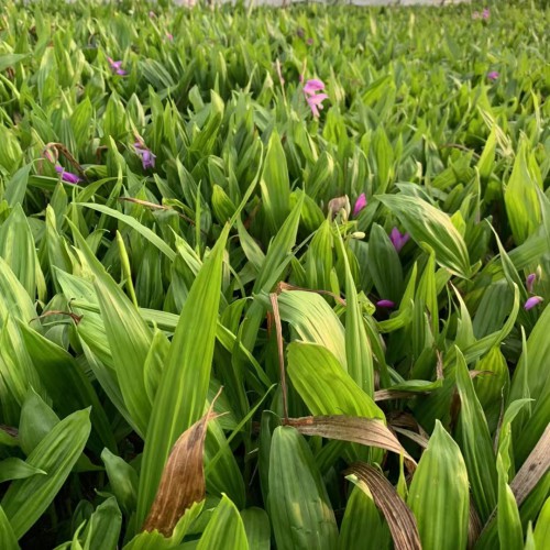 德宏蘭州白芨苗供應(yīng)| 白芨苗怎么栽 白芨苗哪里有賣