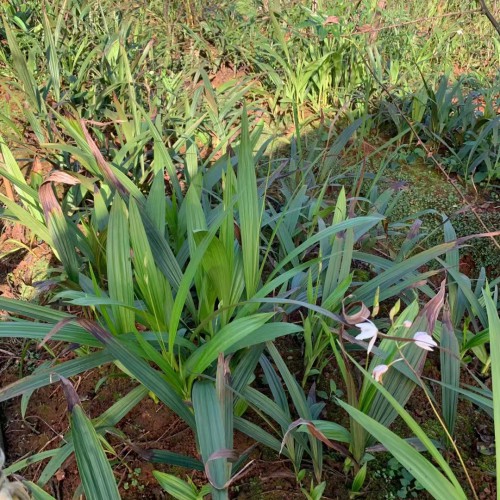 普洱白芨苗多少錢一株| 德宏白芨苗怎么樣 哪里買白芨苗