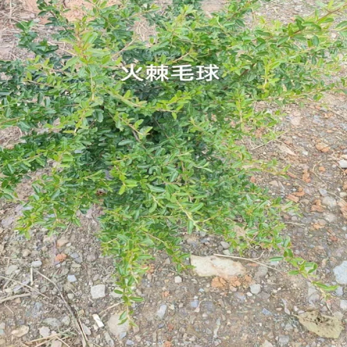 四川火棘球苗木規(guī)格| 華山松苗木價(jià)格 華山松苗木等級(jí)