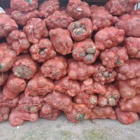 收購商品魔芋，價格美麗，有貨聯系