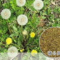 求購(gòu)蒲公英根，玉竹