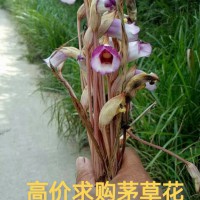 高價(jià)求購(gòu)茅草花