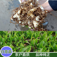 大量求購(gòu)白芨，石菖蒲，黃精