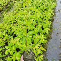 福建山櫻花袋苗 山櫻花袋苗 山櫻花無紡布杯苗