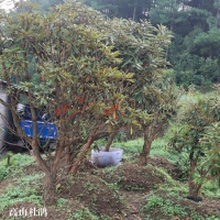 ?求購紫花槐，高山杜鵑，櫻花苗，高50小苗