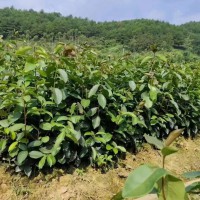 南寧林科院油茶苗基地   附近油茶苗基地   高產(chǎn)油茶苗批發(fā)基地