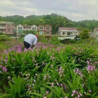 云南白芨苗多少錢一株  云南白芨苗哪里有賣  云南白芨苗地里長好多草圖片