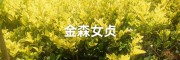 金森女貞培育需要注意什么？